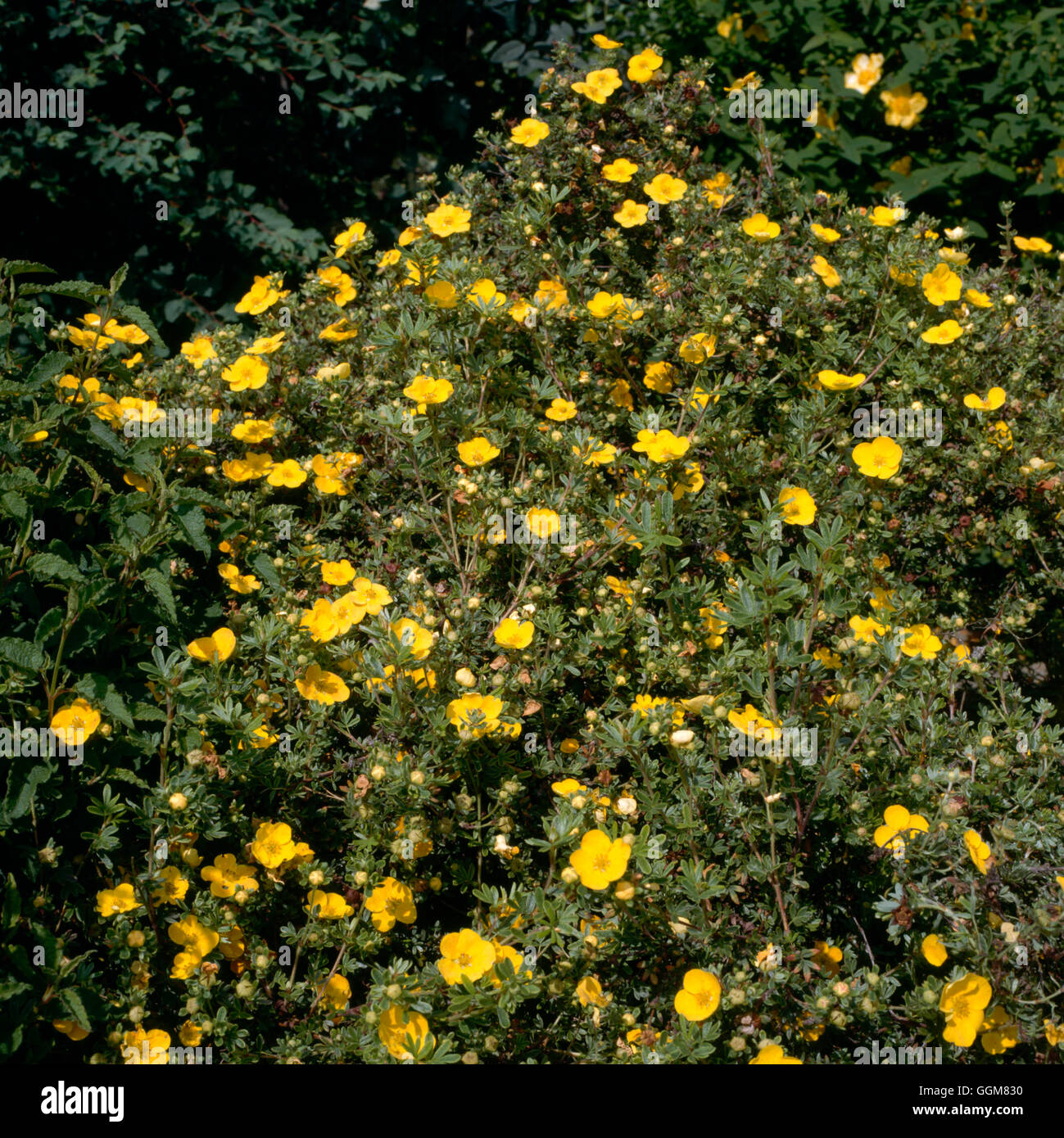 Potentilla fruticosa - `Jackman's Variety' TRS070242 Stock Photo - Alamy